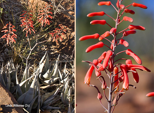 Aloe chabaudii