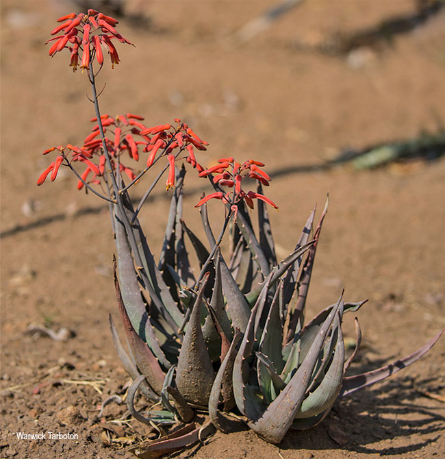 Aloe chabaudii