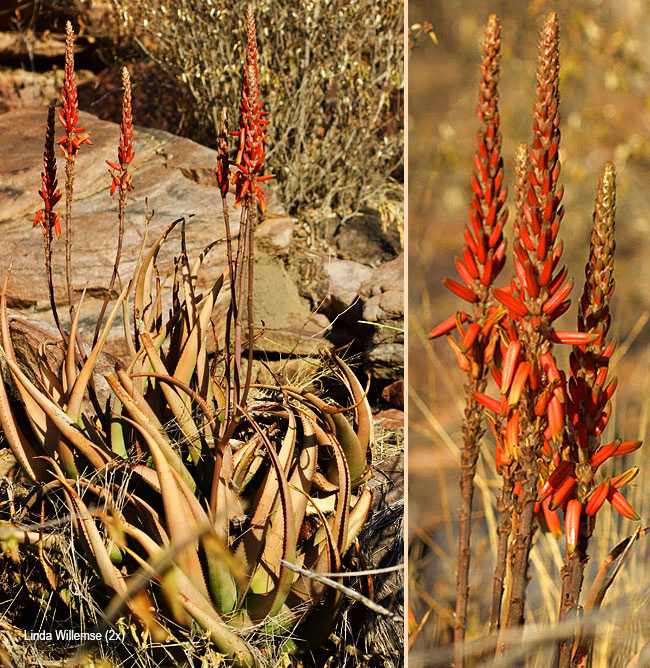 Aloe cryptopoda