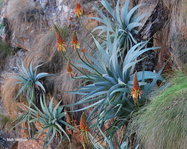Aloe mutabilis