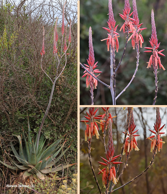 Aloe pretoriensis