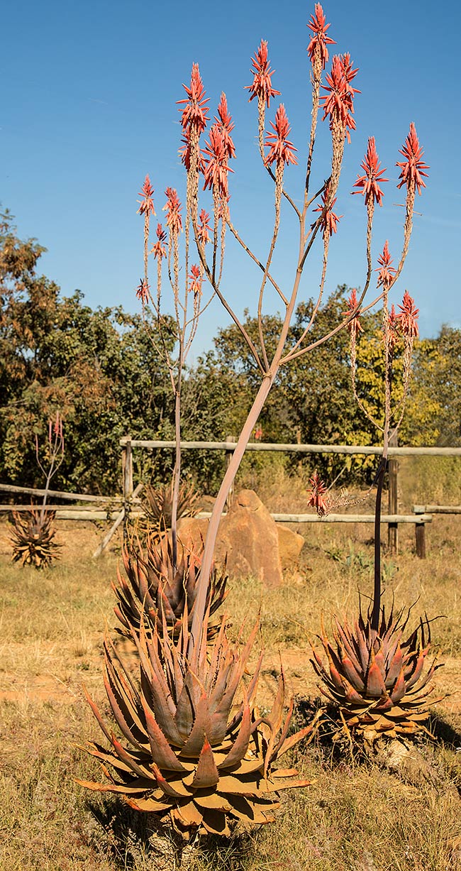 Aloe pretoriensis