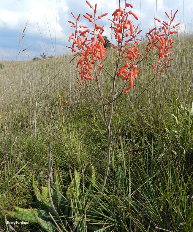 Aloe transvaalensis