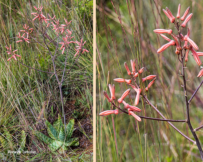 Aloe transvaalensis