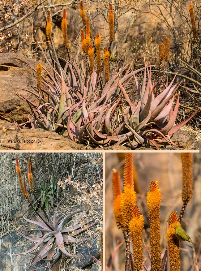 Aloe vryheidensis