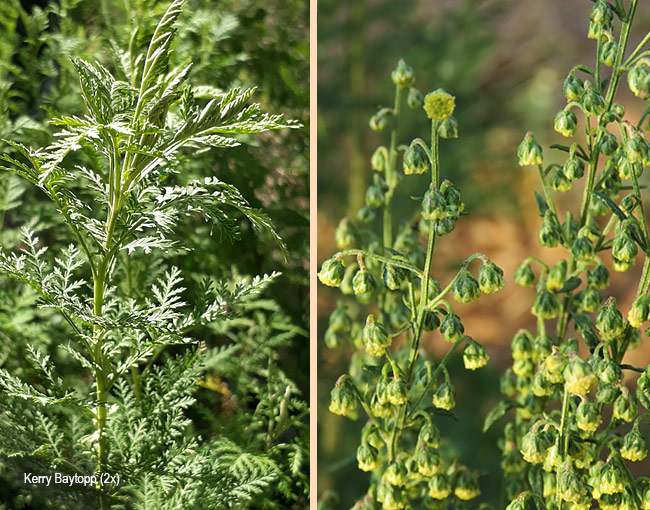Artemisia afra