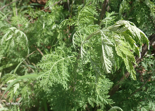 Artemisia afra