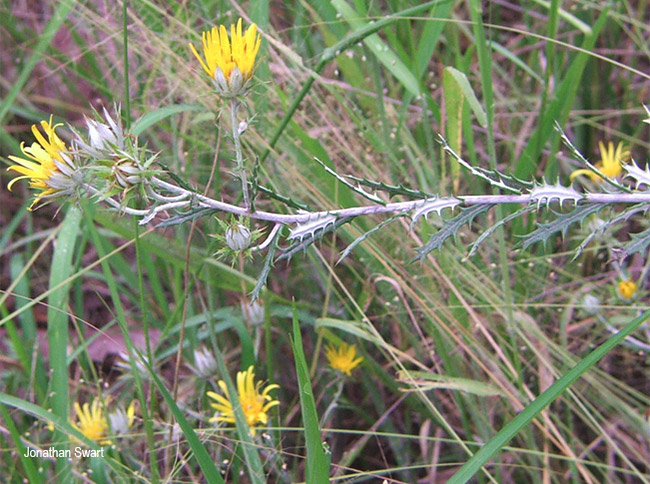 Berkheya carlinopsis