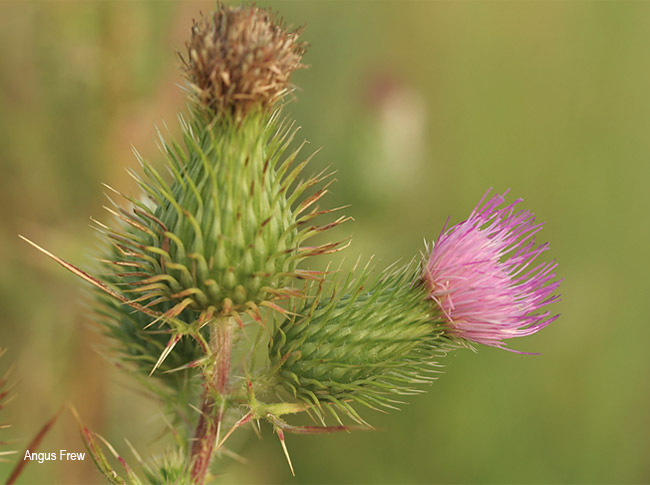 Cirsium vulgare