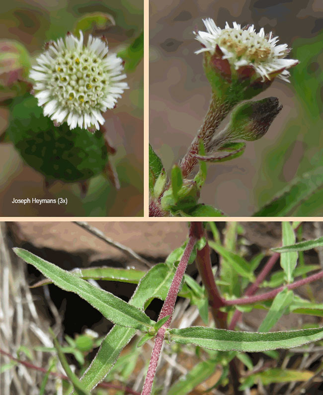 Eclipta prostrata