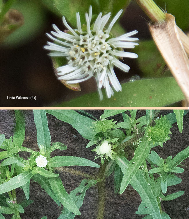 Eclipta prostrata