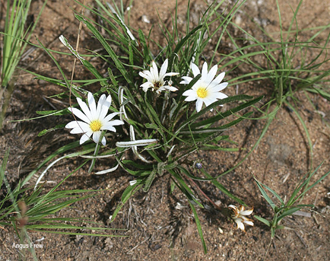 Gazania krebsiana