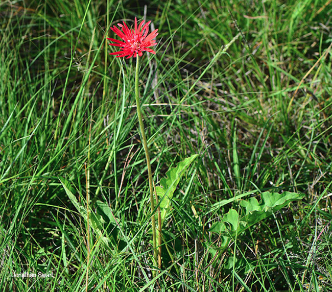 Gerbera jamesonii