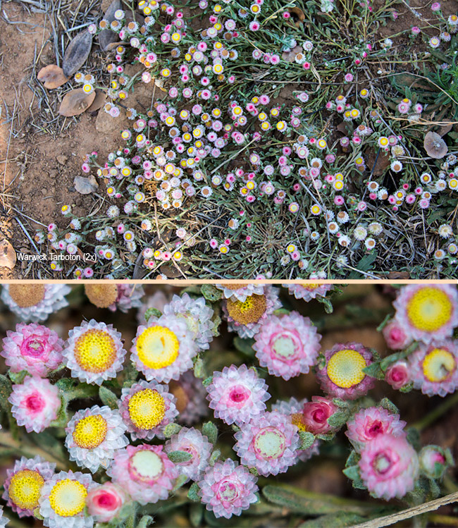 Helichrysum argyrosphaerum