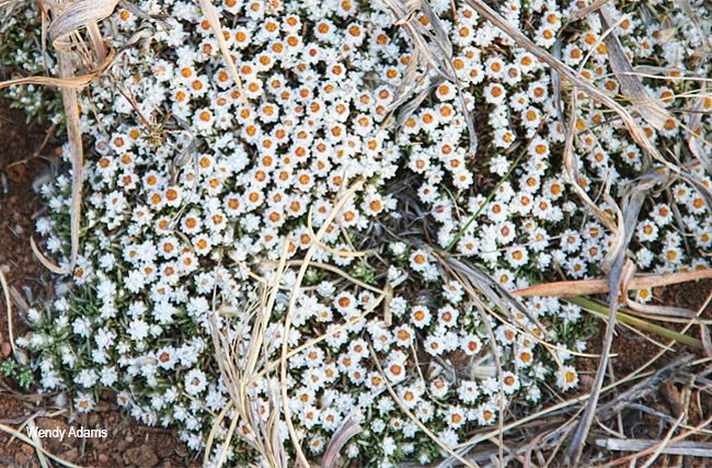 Helichrysum caespititium