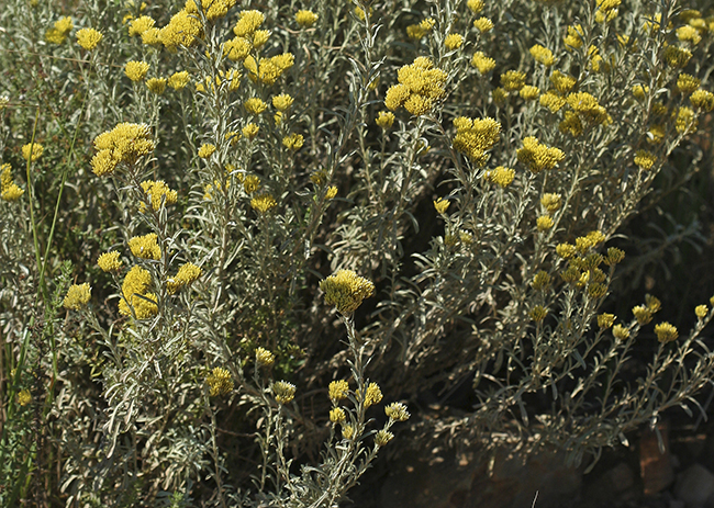 Helichrysum callicomum