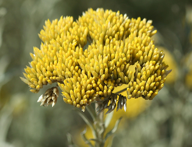 Helichrysum callicomum