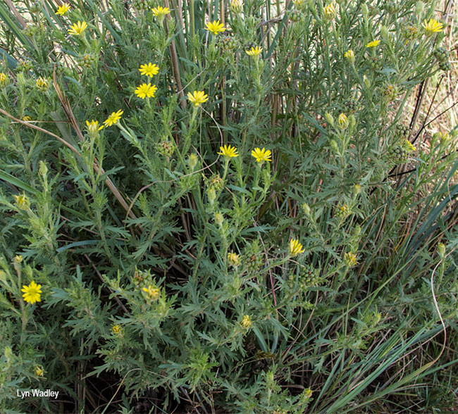 Osteospermum muricatum