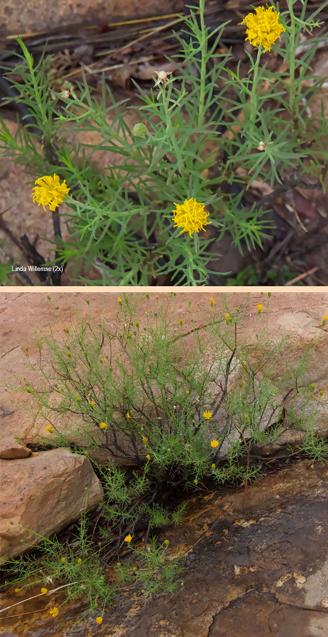 Pegolettia tenuifolia