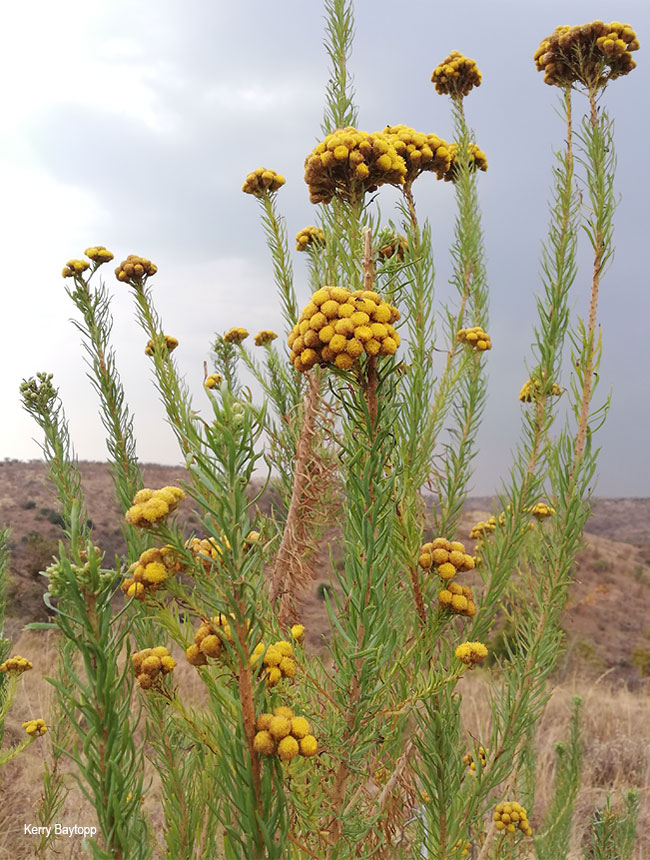 Phymaspermum athanasioides
