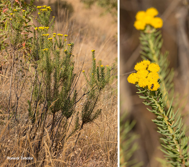 Phymaspermum athanasioides