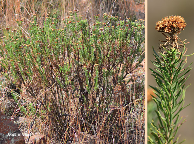 Phymaspermum athanasioides