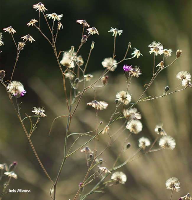 Polydora angustifolia