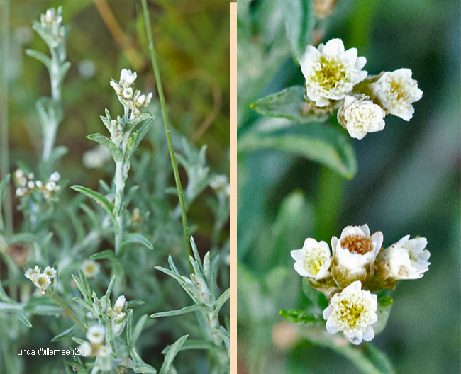Pseudognaphalium oligandrum