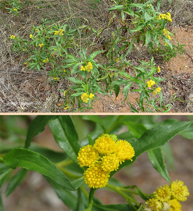 Psiadia punctulata