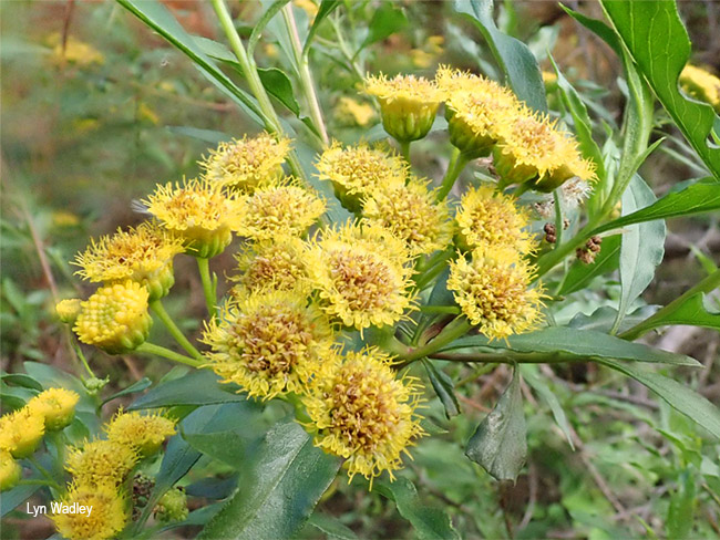 Psiadia punctulata
