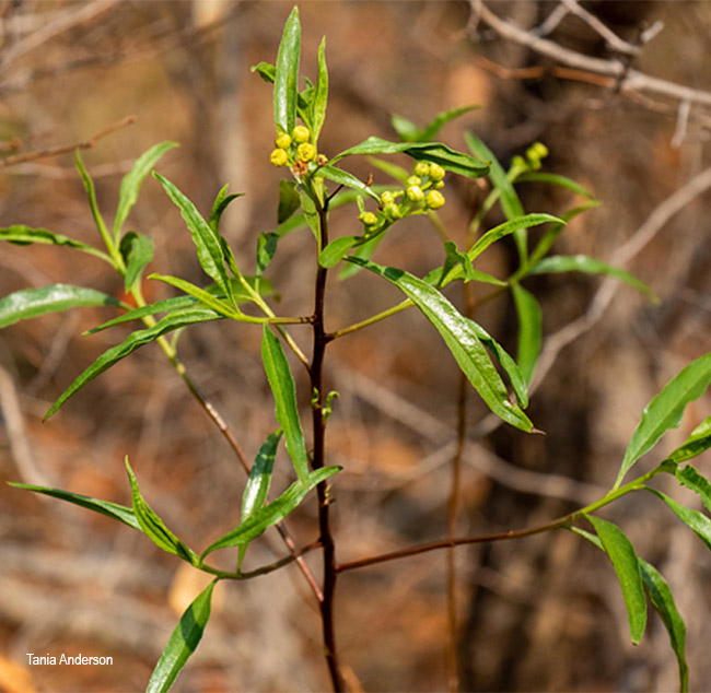Psiadia punctulata