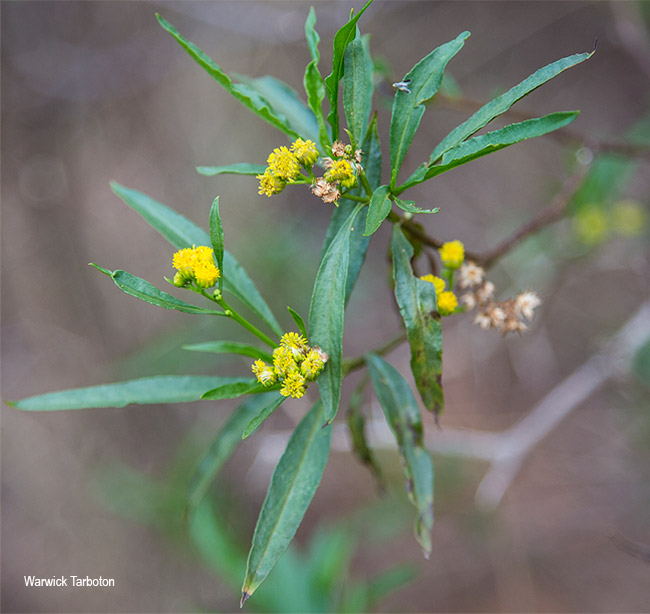 Psiadia punctulata