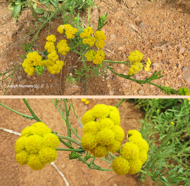 Schistostephium crataegifolium