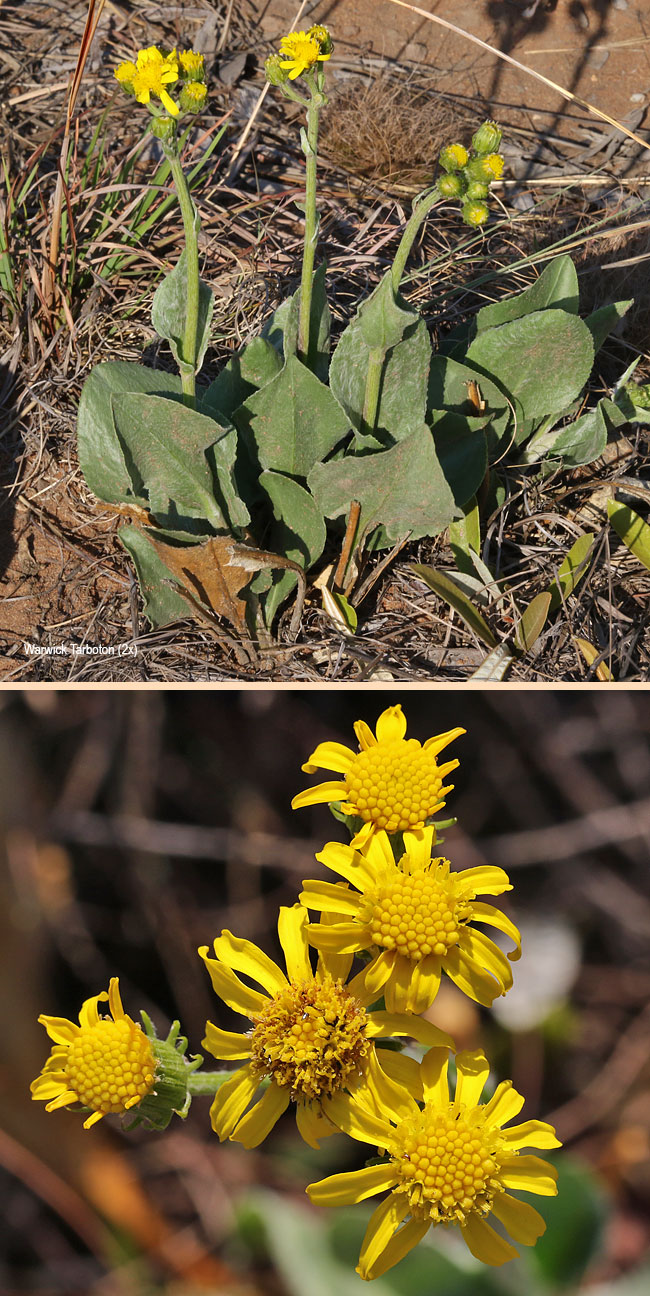 Senecio coronatus