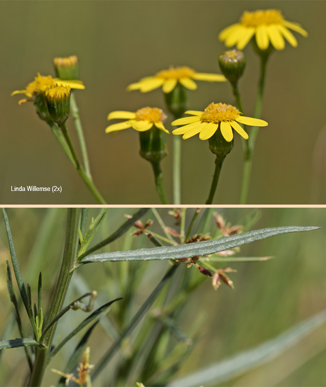 Senecio  inaequidens