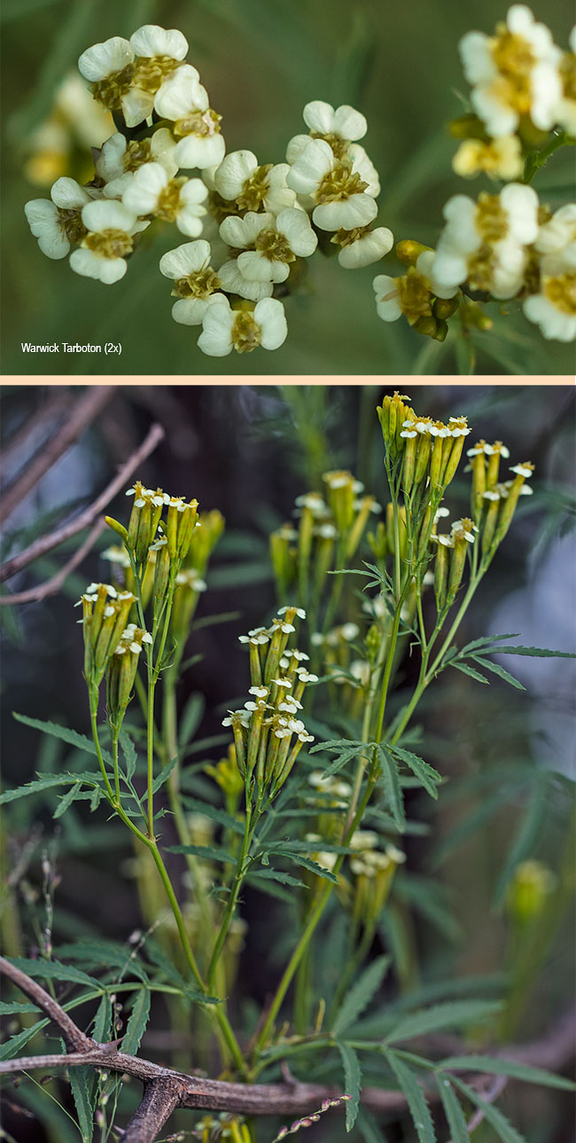 Tagetes minuta