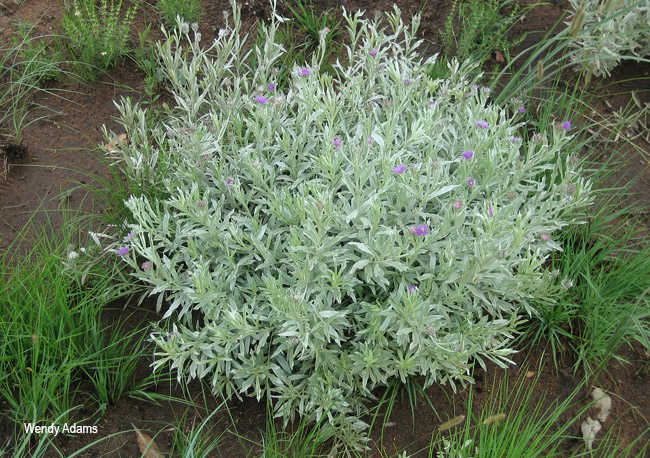 Vernonia natalensis