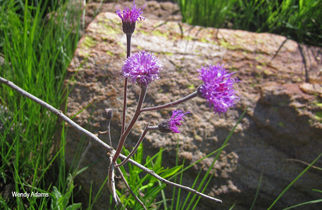 Vernonia sutherlandii