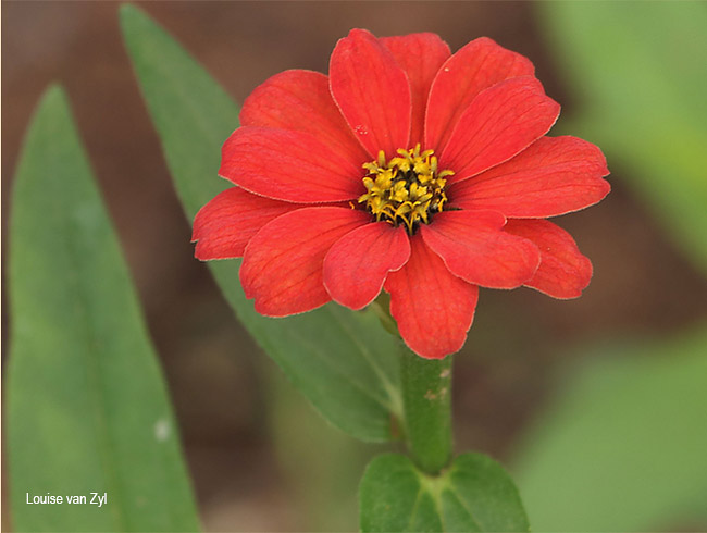 Zinnia peruviana
