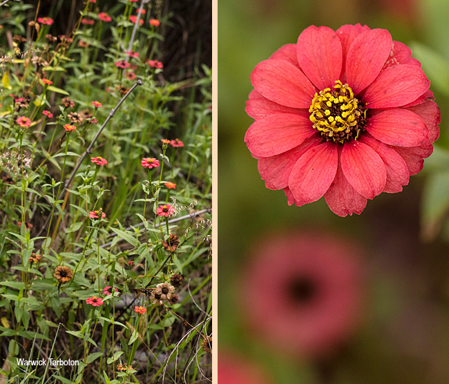 Zinnia peruviana