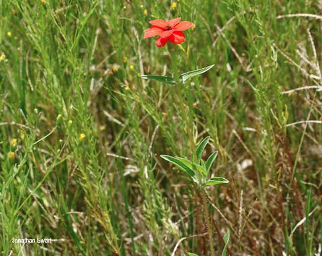 Zinnia peruviana