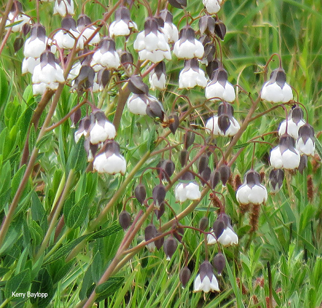 Trichodesma physaloides