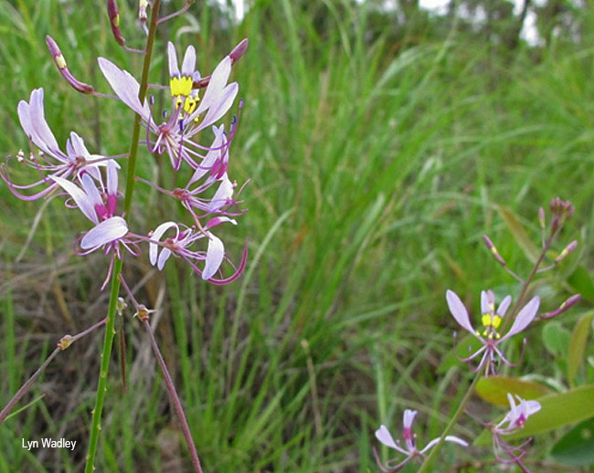 Cleome maculata