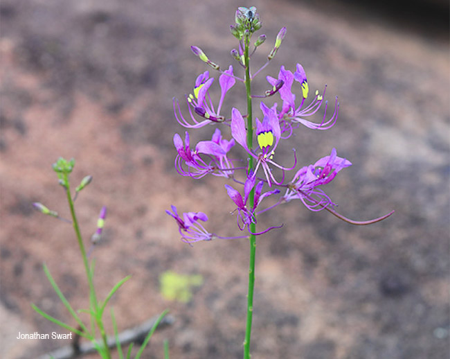 Cleome maculata