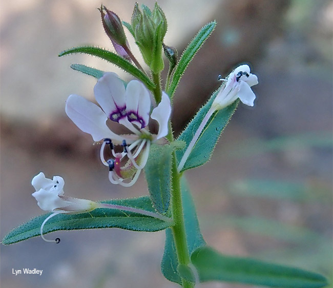 Cleome monophylla