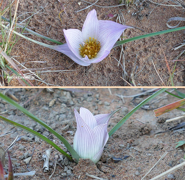 Colchicum melanthoides