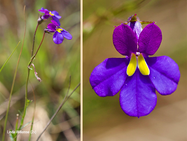 Monopsis decipiens