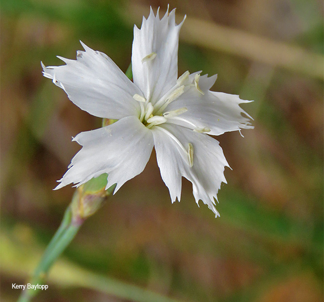 Dianthus mooiensis