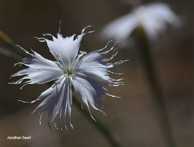 Dianthus mooiensis