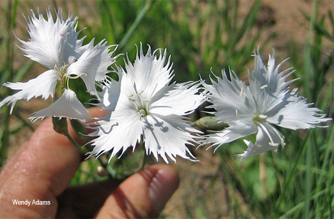 Dianthus mooiensis